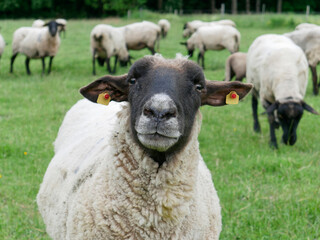 Close up of white sheep with black head. Standing in front of a flock of sheep.