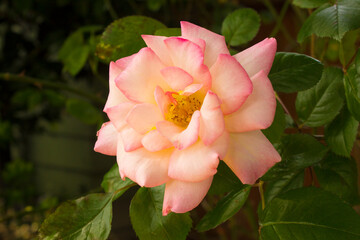 Sherbet Rose in Full Bloom with Green Petals in Background in Garden of Green House 