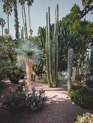 Panorama of The Majorelle Garden is a botanical garden and artist's landscape garden in Marrakech, Morocco. Jardin Majorelle Cactus and tropical palms. Paradise inside the desert country