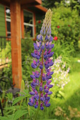 Lupine in Full Bloom in front of Green House with Cedar Trim with Lush Garden