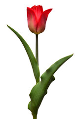 Red tulip flower isolated on white background. Still life, wedding. Flat lay, top view