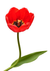 Red tulip flower isolated on white background. Still life, wedding. Flat lay, top view