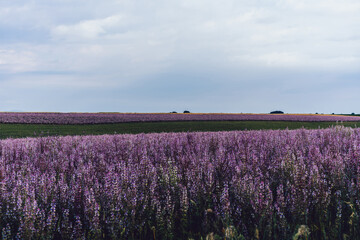 Obraz na płótnie Canvas scenery nature landscape, beautiful lavender fields on farmland