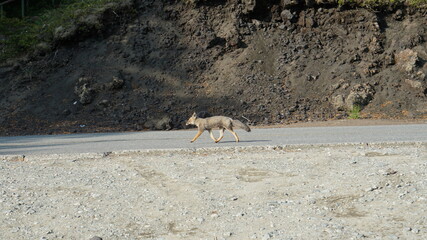 Zorro a los pies del Volcan Osorno