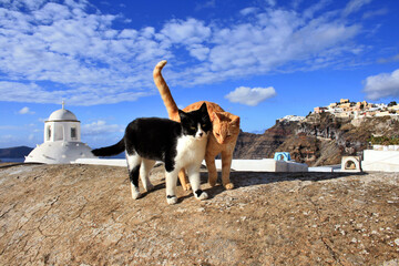cats couple in santorini