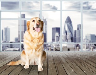 Dog.