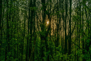 St-Charles River spring 2020