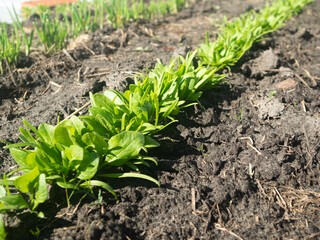 arugula plant