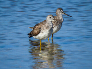 Lesser yellowlegs in Merritt Island Wildlife Refuge, Florida