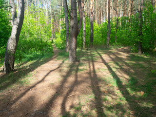 Fototapeta premium spring forest