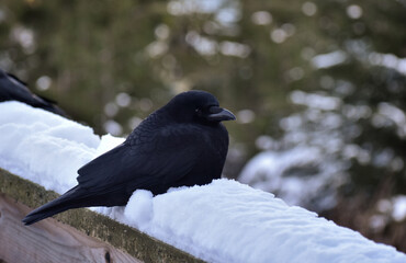 Single black Raven sitting in the snow on a railing. Out of focus pine trees in background.