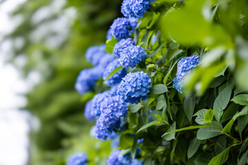 飛鳥山公園の紫陽花