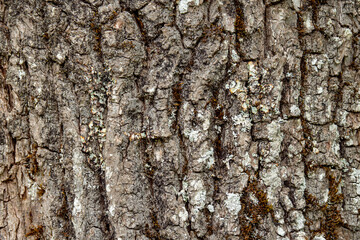 Texture of a tree bark. High quality photo