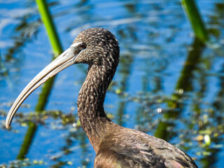 Fototapeta premium Limpkin Wading in a Marsh