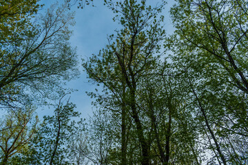 St-Charles River spring 2020