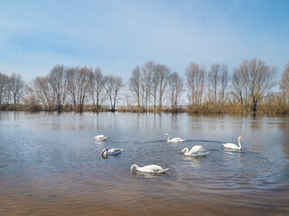 white swans on the river.