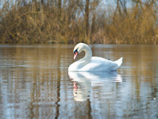 white swan on the river.