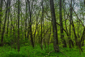 Fototapeta premium St-Charles River spring 2020