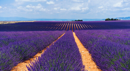 Fototapeta na wymiar scenery nature landscape, beautiful lavender fields on farmland