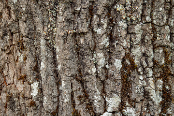 Obraz premium Texture of a tree bark. High quality photo