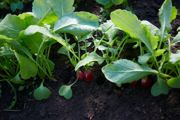 young radishes growing in early spring