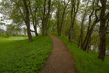 Fototapeta na wymiar forest path on a beautiful spring day