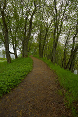 forest path on a beautiful spring day