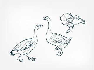 goose bird vector illustration japanese chinese ink line sketch style