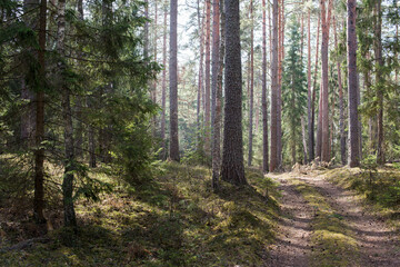 Beautiful landscape with empty road in pine forest in spring sunny day