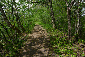 forest path on a beautiful spring day