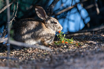 Rabbit eating a tree branch in the shade in Arizona summer