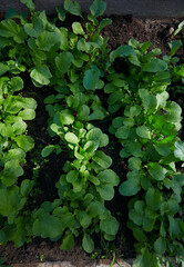 young radishes growing in early spring