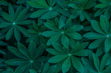 Naklejka na ściany i meble green natural lupine leaves with texture, creative template, abstract background, greeting card, layout, copy space, text