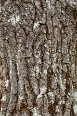 Fototapeta premium Texture of a tree bark. High quality photo
