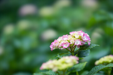 飛鳥山公園の紫陽花