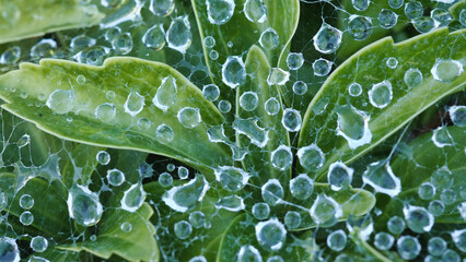 The dew on the spider's web