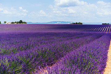 Naklejka na ściany i meble scenery nature landscape, beautiful lavender fields on farmland