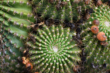 Cactus de Tafi del Valle, Tucuman, Argentina