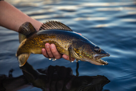Fish in the hand, Walleye caught fishing in Canada