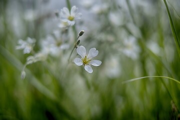 The white flowers