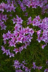 blooming rhododendrons blooming in garden