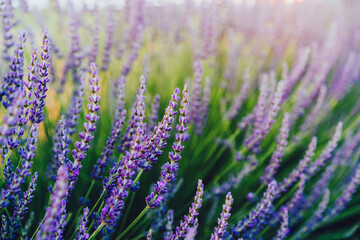 Obraz premium scenery beauty of nature, close up view of blooming lavender flowers