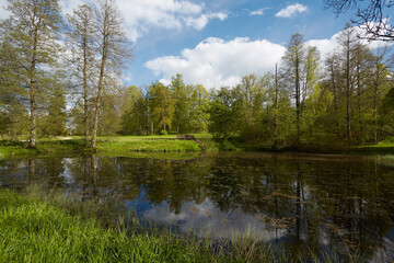 Fototapeta na wymiar beautiful pond in spring on a sunny day