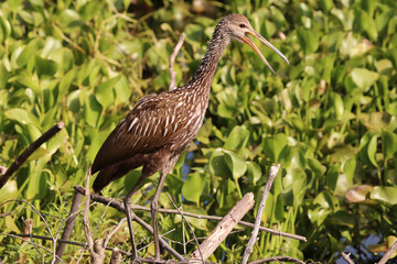 Limpkin_1184