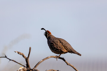 Gamble quail perched on tree branch in Arizona desert