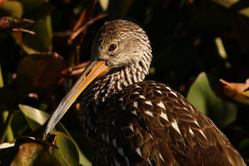 Limpkin_1437