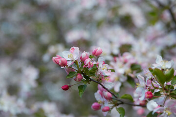 blooming apple trees in spring garden