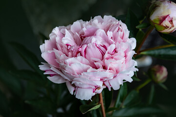 Bud of a peony. Open peony Bud. Pink peonies in the backyard