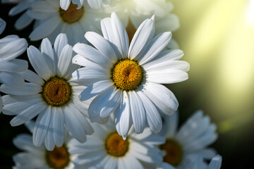 Flowering of daisies in the sunlight. Oxeye daisy, Leucanthemum vulgare, daisies, Common daisy,