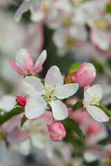 Fototapeta na wymiar blooming apple trees in spring garden